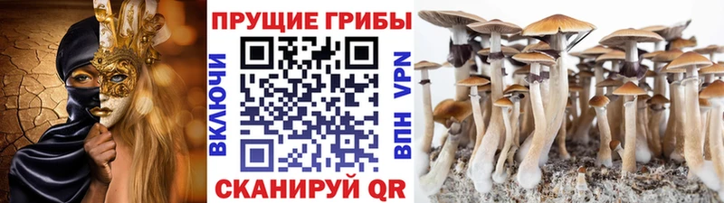 как найти закладки  Покачи  Галлюциногенные грибы Psilocybine cubensis 